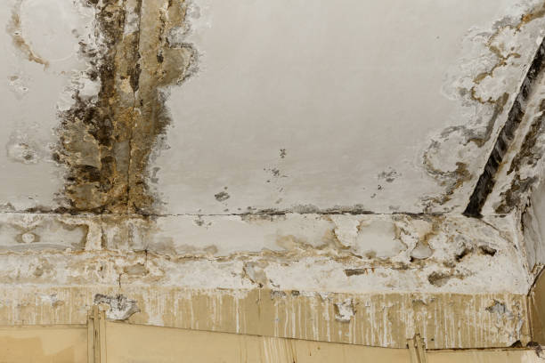 Best Mold Documentation for Insurance Claims  in Kaaawa, HI