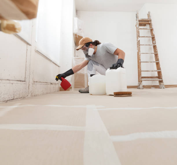 Best Basement Mold Removal  in Kaaawa, HI
