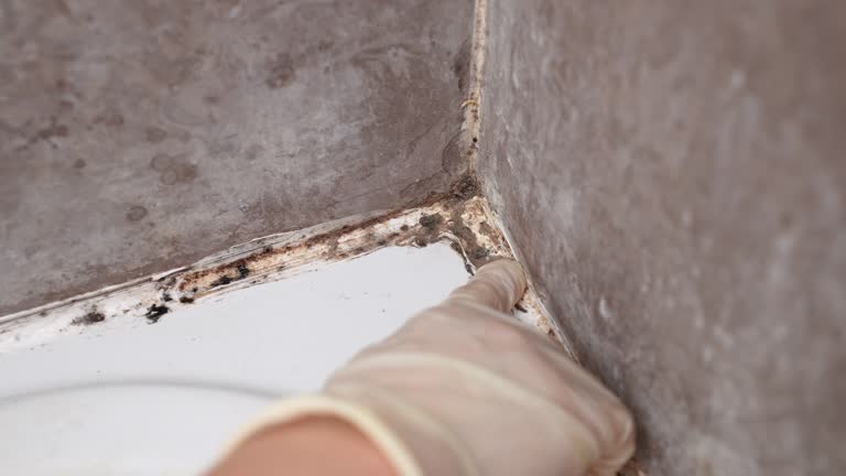 Best Real Estate Mold Inspection  in Kaaawa, HI